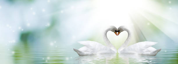 istock Two swans form a heart shape with their necks. 1353946880