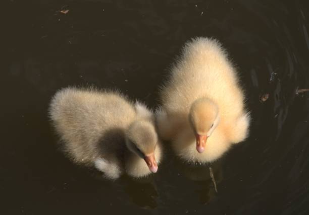 Two cute ducklings together in the pond in Park Transwijk, Utrecht, the Netherlands.