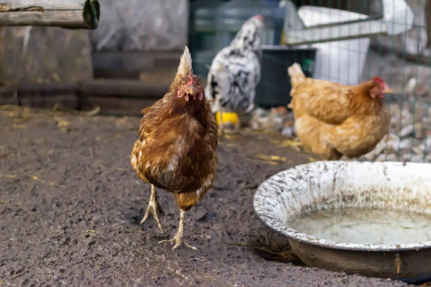 istock A pockmarked chicken in close-up, looking into the distance. 1353951434