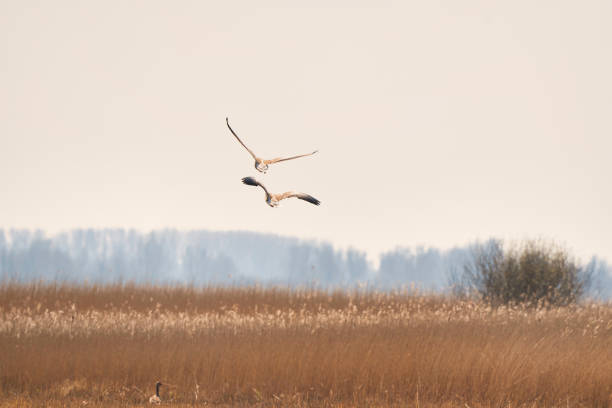 zwei abstrakte gänse, die in einem weichen, goldenen, hellen himmel fliegen. vögel über einem schilfbeet. tierthemen, hintergrund, copy-space - nature animal themes wildlife outdoors stock-fotos und bilder