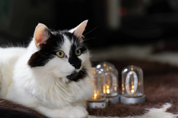 istock A cat lying next to Christmas light decorations 1353952677