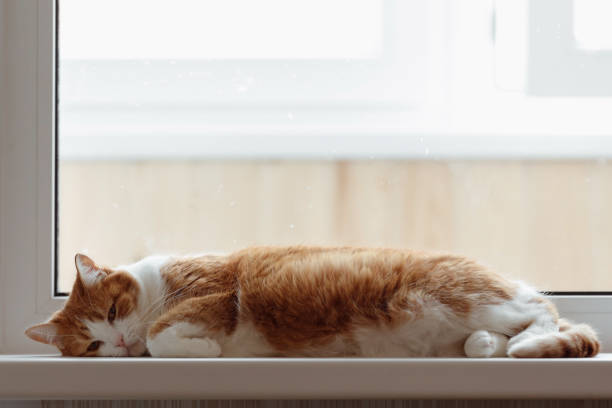 The cat is dozing near the open window.