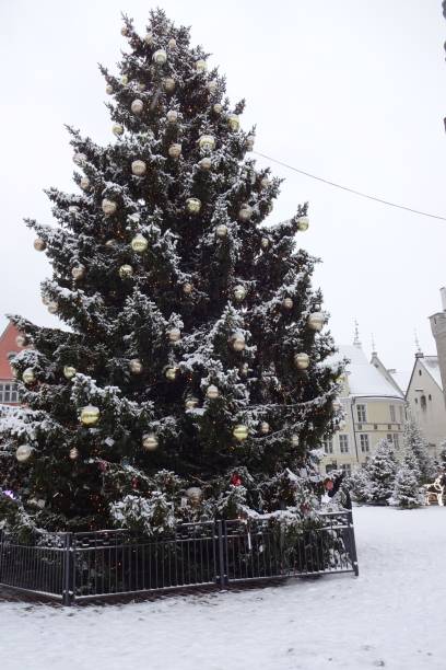 крупным планом украшенная рождественская елка, покрытая белым снегом, на ратушной площади таллинна (raekoja plats на эстонском языке). эстония. ян - raekoja plats стоковые фото и изображения