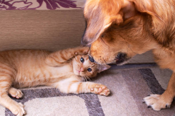 istock Ginger dog playing with little kitten closeup 1353957736