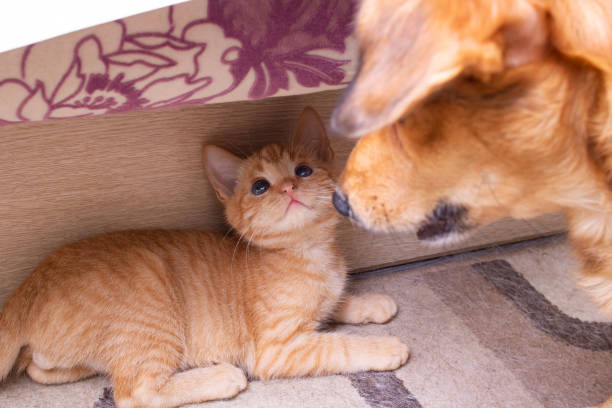 istock Ginger dog playing with little kitten closeup 1353957753