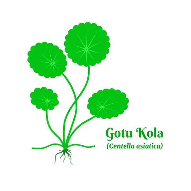 Vector illustration of Gotu kola or Centella asiatica