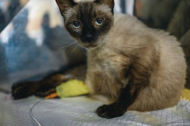 istock Cat with an intravenous drip in the paw. 1353959400