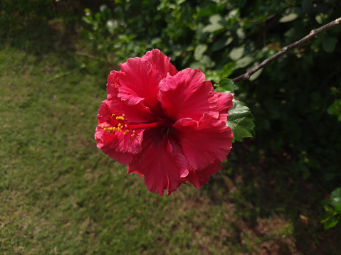 Hibiscus mallow family medicinal plant