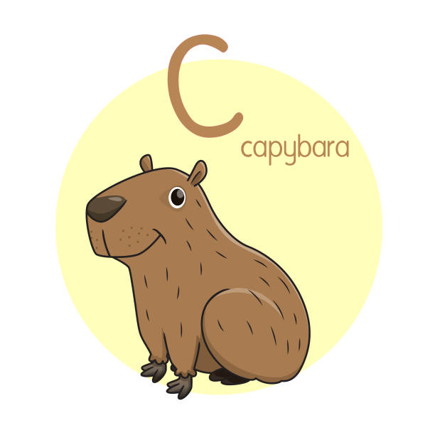 ilustrações de stock, clip art, desenhos animados e ícones de vector illustration of capybara with alphabet letter c upper case or capital letter for children learning practice abc - upper class illustrations