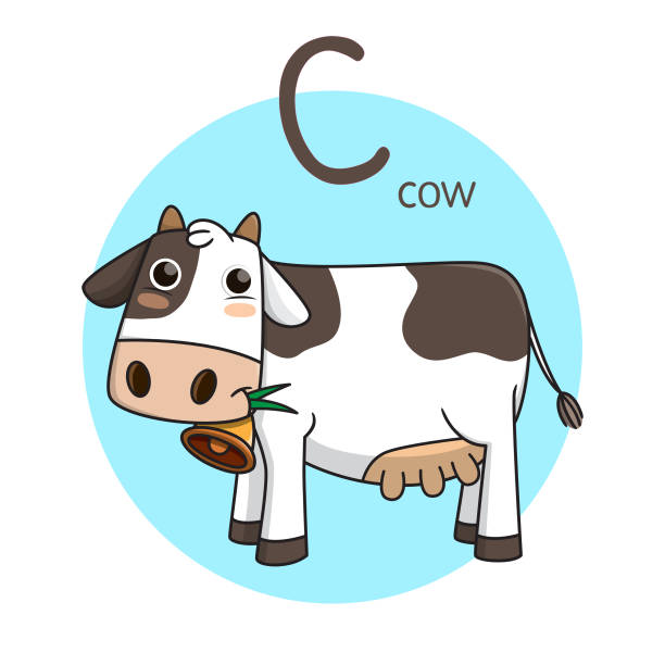 ilustrações de stock, clip art, desenhos animados e ícones de vector illustration of cow with alphabet letter c upper case or capital letter for children learning practice abc - upper class illustrations