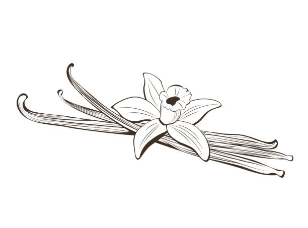 Hand drawn pods in and vanilla flower Hand drawn pods in and vanilla flower. Vector illustration in sketch style vanilla orchid stock illustrations