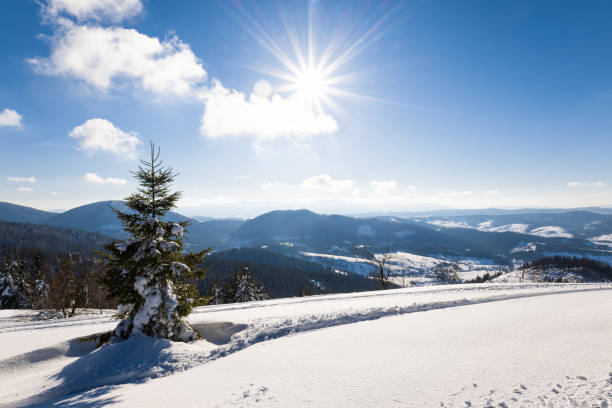 istock Fascinating sunny landscape of a winter forest 1353965001