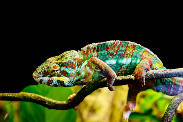 istock The Panther chameleon. Ambato. Male. 1353965070