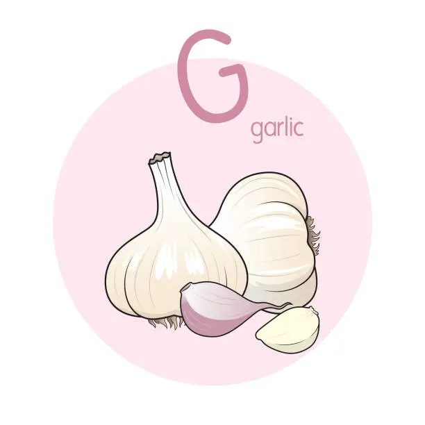 Vector illustration of Vector illustration of Garlic with alphabet letter G Upper case or capital letter for children learning practice ABC