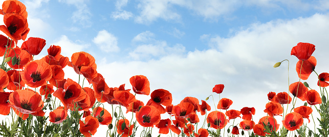 Beautiful red poppy flowers under blue sky with clouds, banner design