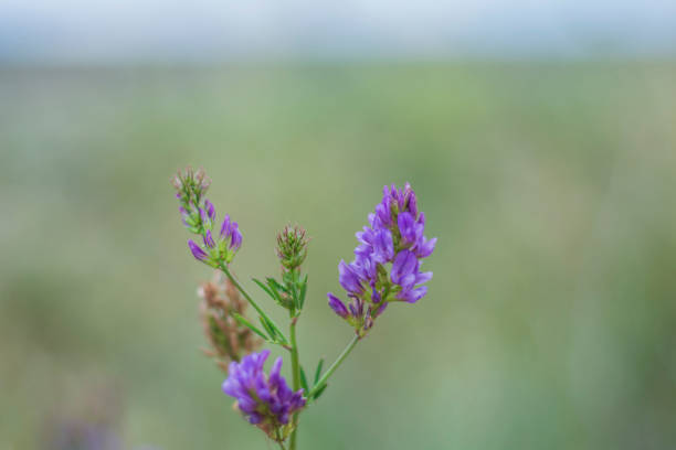Baikal skullcap or Chinese skullcap