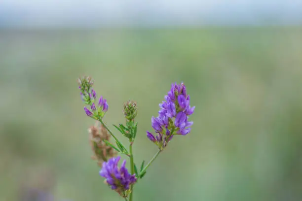 Scutellaria baicalensis, with the common name Baikal skullcap or Chinese skullcap, is a species of flowering plant in the family Lamiaceae. Selective Focus Flower