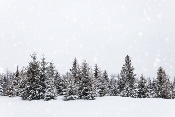 istock Harsh winter landscape beautiful snowy fir trees 1353965794