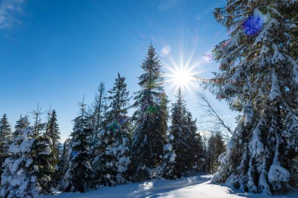 istock Fascinating sunny landscape of a winter forest 1353967294
