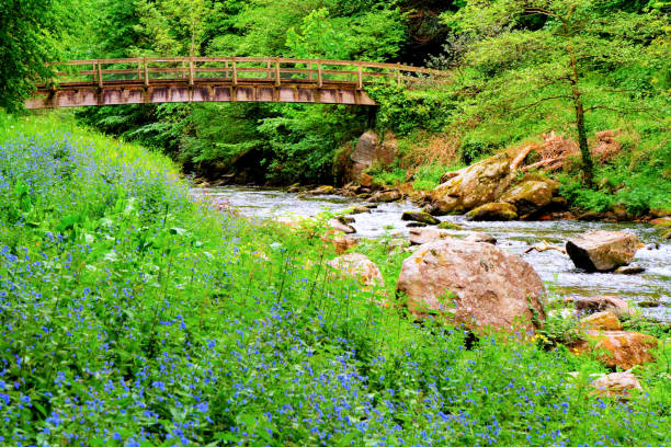 Lynmouth to Watersmeet River Lyn in Devon blue flowers