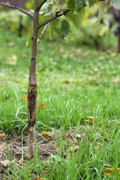 seedling of a young apple tree with a growing crack on the trunk in the garden
