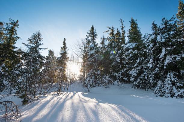 istock Fascinating sunny landscape of a winter forest 1353967495