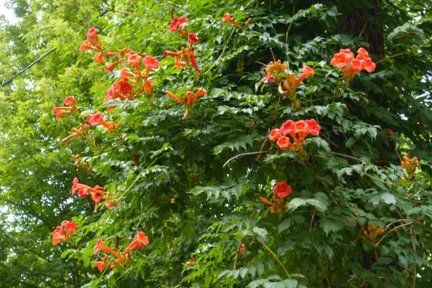 Numerous orange flowers in the leafage of Campsis radicans in July