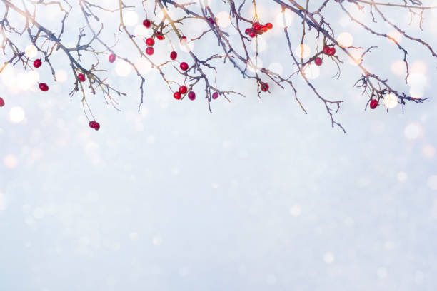 istock Winter frosty background with glitter lights and red berry branches 1353968879