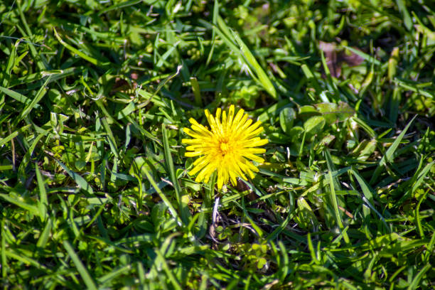 istock Dandelion yellow flower (taraxacum) growing in lawn 1353969532