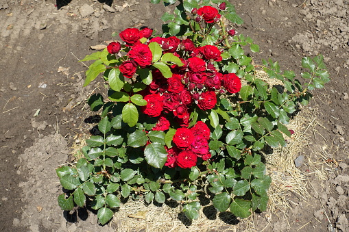 Small bush of roses with red flowers i July