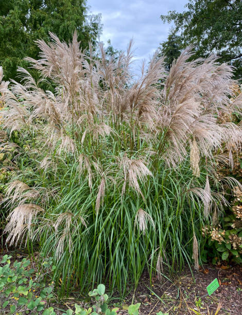istock Miscanthus sinensis Vernelgung shrub in botany 1353972493