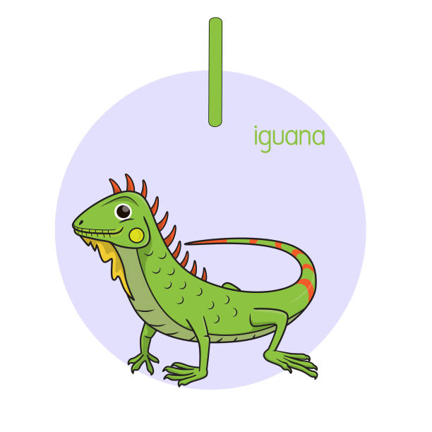 illustrations, cliparts, dessins animés et icônes de illustration vectorielle de l’iguane avec la lettre de l’alphabet i lettre majuscule ou majuscule pour les enfants apprenant la pratique abc - safari animals wild animals animals and pets reptile