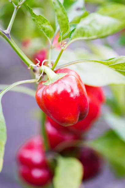 istock red bell peppers hanging on tree in farm 1353974163