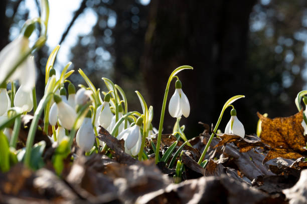 istock Flowers snowdrops in garden, sunlight. First beautiful snowdrops in spring. Common snowdrop blooming. Galanthus nivalis bloom in spring forest. Snowdrops close up 1353974199