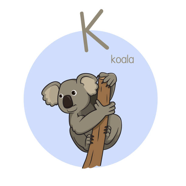 Animal Alphabet Letter K For Koala Illustrations, Royalty-Free Vector  Graphics & Clip Art - iStock