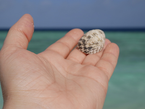 Nails without manicure. A woman's hand holds a small shell against the background of ocean waves on a sunny summer day on a summer vacation.