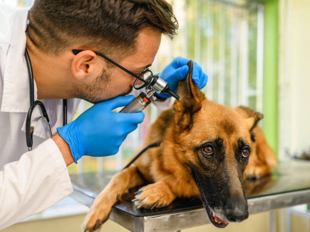istock Veterinarian examining dog's ear at vet's office. 1353974278