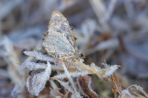 butterfly Frost on the leaf