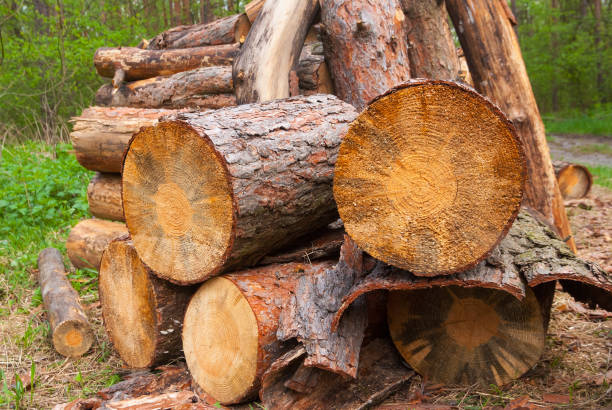 istock heap of trunks in a forest 1353974367