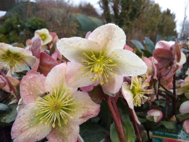 istock Helleborus x ericsmithii 'Winter Moonbeam' 1353974635