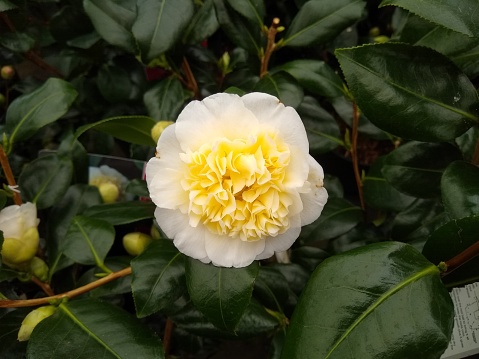 Double yellow and white flower against dark green foliage of Camellia 'Brushfield's Yellow'