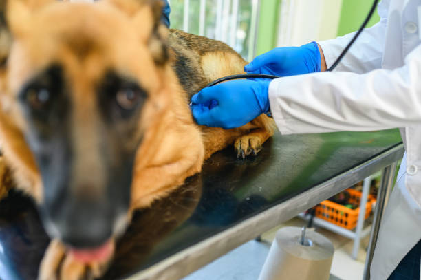 istock Veterinarian examining dog 1353976022