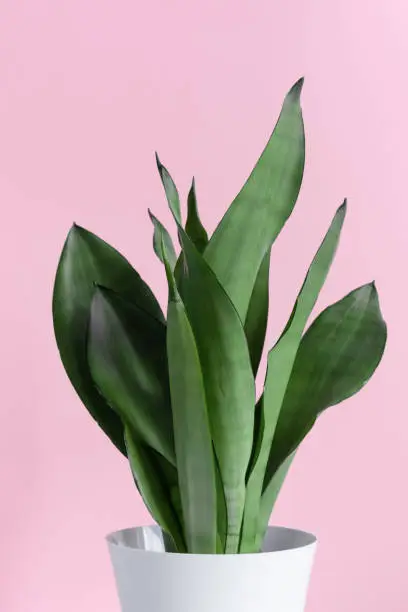 A modern-style Sansevieria plant in a white pot. Home plant Sansevieria on a pink background. Selective focus.