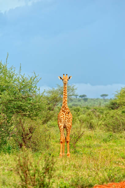 istock A picture of a small bird into the wild 1353976216