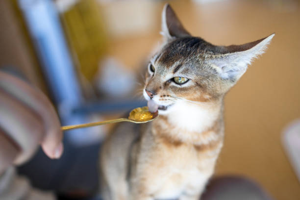 The woman is feeding the kitten