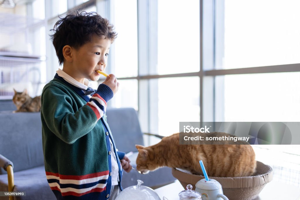 The little boy fed his cat Pets Stock Photo