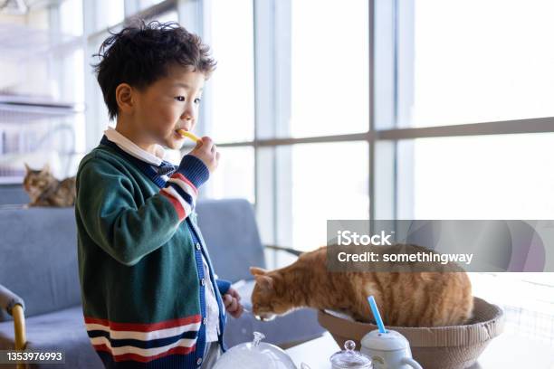 The Little Boy Fed His Cat Stock Photo - Download Image Now - Pets, Domestic Cat, Eating