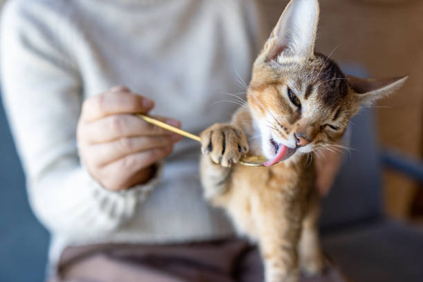 istock The woman is feeding the kitten 1353977158