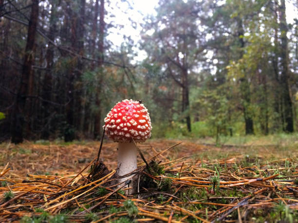istock lonely red mushroom in the forest 1353977174