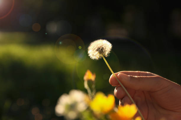 istock Woman with fluffy dandelion outdoors on sunny day, closeup. Space for text 1353978271